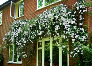 Cultivarea Clematis Siberian specii, de plantare și îngrijire, fotografie