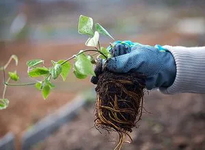 Cultivarea Clematis Siberian specii, de plantare și îngrijire, fotografie