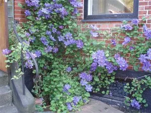 Cultivarea Clematis Siberian specii, de plantare și îngrijire, fotografie