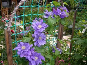 Cultivarea Clematis Siberian specii, de plantare și îngrijire, fotografie