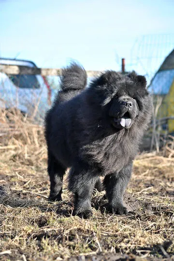 Виртуална Dog Show 2014