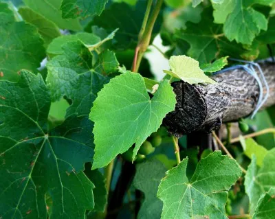 Növekvő szőlő az otthona a mag, dugvány, palánta