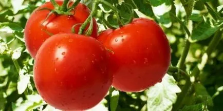 soiuri Tall de tomate pentru sere descriere, fotografii, comentarii