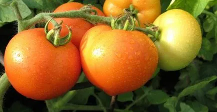 Високите сортове домати за оранжерии описание, снимки, коментари