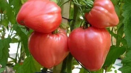 soiuri Tall de tomate pentru sere descriere, fotografii, comentarii