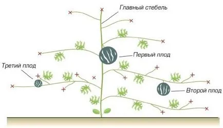 A tenyésztés görög- és sárgadinnye Szibériában üvegházi technológia jellemzői, a fajták leírására, a szabályok