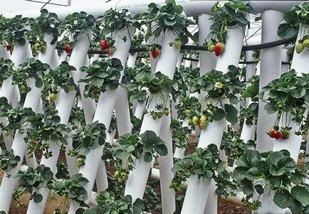 cultivarea căpșuni în conformitate cu tehnologie olandeză