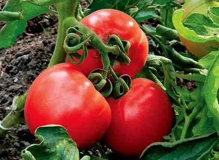 soiuri Tall de tomate pentru sere descriere, fotografii, comentarii