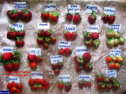 cultivarea căpșuni în conformitate cu tehnologie olandeză