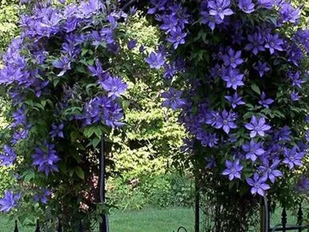 Cultivarea Clematis Siberian specii, de plantare și îngrijire, fotografie