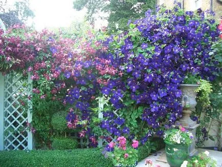 Cultivarea Clematis Siberian specii, de plantare și îngrijire, fotografie