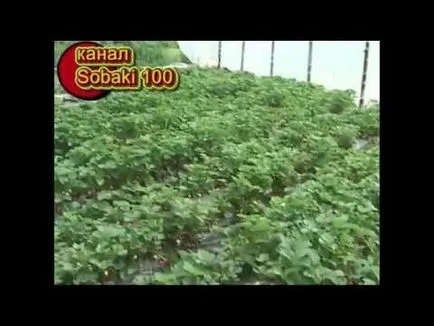 Cultivarea plantelor de căpșun sub fân (paie) - experienta mea pe