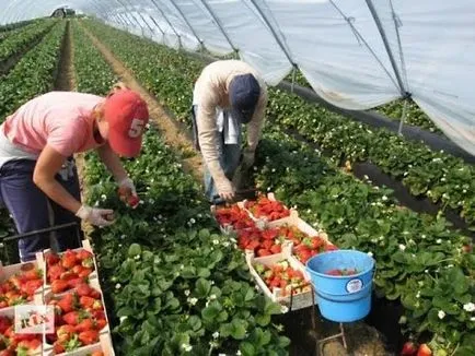 Cultivarea plantelor de căpșun sub fân (paie) - experienta mea pe