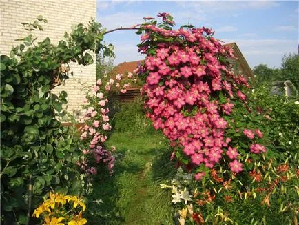 Cultivarea Clematis Siberian specii, de plantare și îngrijire, fotografie