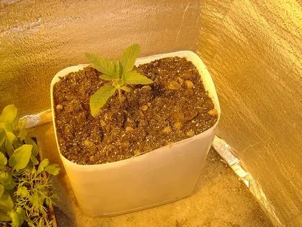 Kannabisz termesztésének otthon - a választás a pot a marihuána