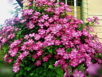 Cultivarea Clematis Siberian specii, de plantare și îngrijire, fotografie