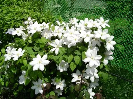 Cultivarea Clematis Siberian specii, de plantare și îngrijire, fotografie