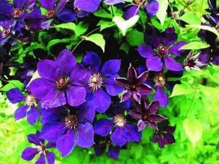 Cultivarea Clematis Siberian specii, de plantare și îngrijire, fotografie