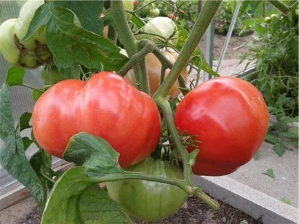 soiuri Tall de tomate pentru sere descriere, fotografii, comentarii