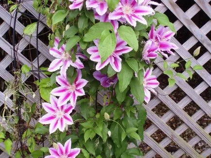 Cultivarea Clematis Siberian specii, de plantare și îngrijire, fotografie