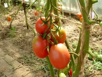 soiuri Tall de tomate pentru sere descriere, fotografii, comentarii