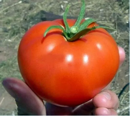 soiuri Tall de tomate pentru sere descriere, fotografii, comentarii