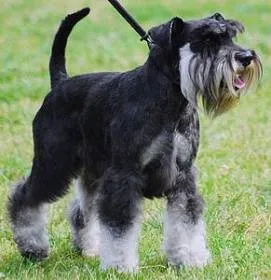 Educație și formare Schnauzer miniatural catelus