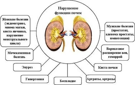 Efectul bolilor renale în potența bărbaților