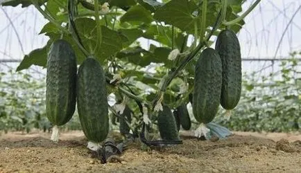 плодните парникови краставици по време на средна и как да се удължи
