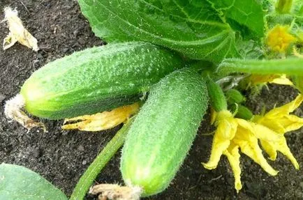 плодните парникови краставици по време на средна и как да се удължи