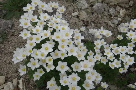 Toate descriere Anemone sylvestris, fotografii, plantare, îngrijire, proprietăți utile