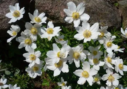 Minden Anemone sylvestris leírás, képek, ültetés, gondozás, hasznos tulajdonságok