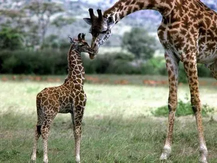 Ето защо жирафът има такава дълга шия - новини от цял ​​свят, интересни новини, интересни