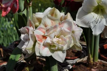 Искам да поставя в голям съд на някои крушки Hippeastrum