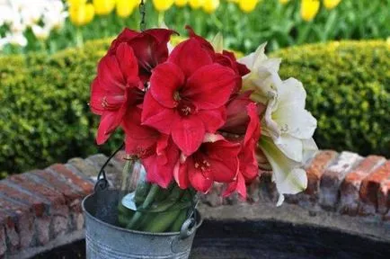 Искам да поставя в голям съд на някои крушки Hippeastrum