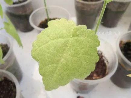 Klorózis szobahőmérsékleten juhar (Abutilon)