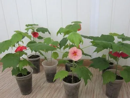 Klorózis szobahőmérsékleten juhar (Abutilon)