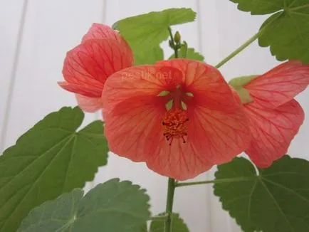 Cloroza la arțar camerei (Abutilon)