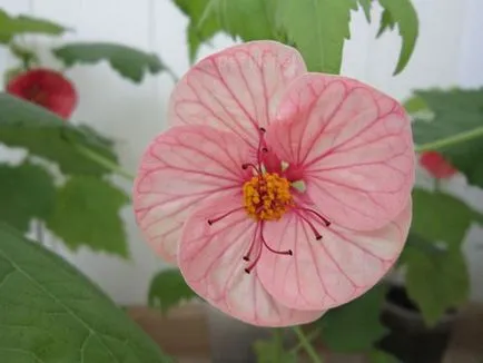 Cloroza la arțar camerei (Abutilon)