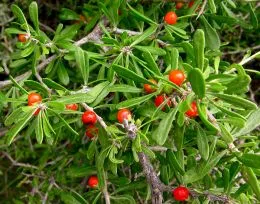 Goji Berry ca un mijloc de a creste de la 1.000 de boli Agrobusinessconsult este Agronews, recenzie