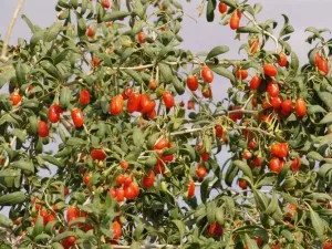 Goji Berry ca un mijloc de a creste de la 1.000 de boli Agrobusinessconsult este Agronews, recenzie