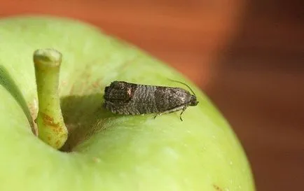 Ябълков молец -photo и ефективни методи за унищожаване