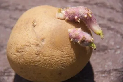 яровизация картофи преди засаждане в земята