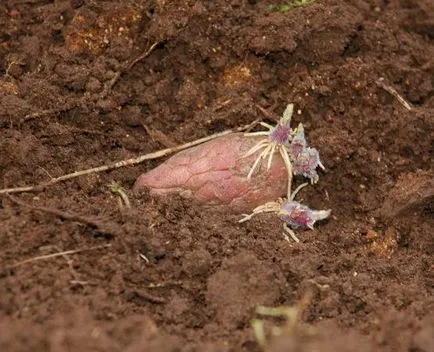 cartofi vernalizare înainte de plantare în sol