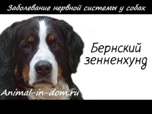 Заболявания на нервната система при кучета (наследствено предразположение), лечение на домашни животни