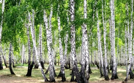 Защо са черни ленти ствола на бреза