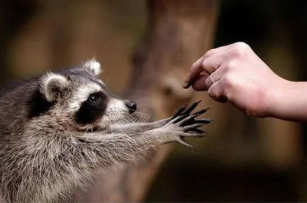 De ce ratonii clatiti alimentare pentru ceea ce ratonii spala hrana lor