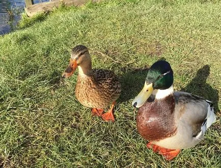 Zaanse Schans cum să ajungi acolo și ce să vezi, Amsterdam pe aer