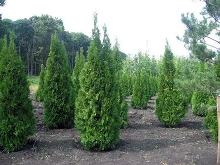 îngrijire arborvitae de Vest de arbuști umbra-tolerante populare