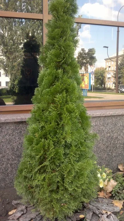 Western Arborvitae грижи за сянка толерантни храсти популярните